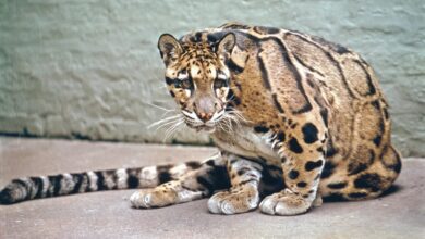 clouded leopard